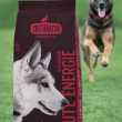 Aliment haute énergie pour chiens